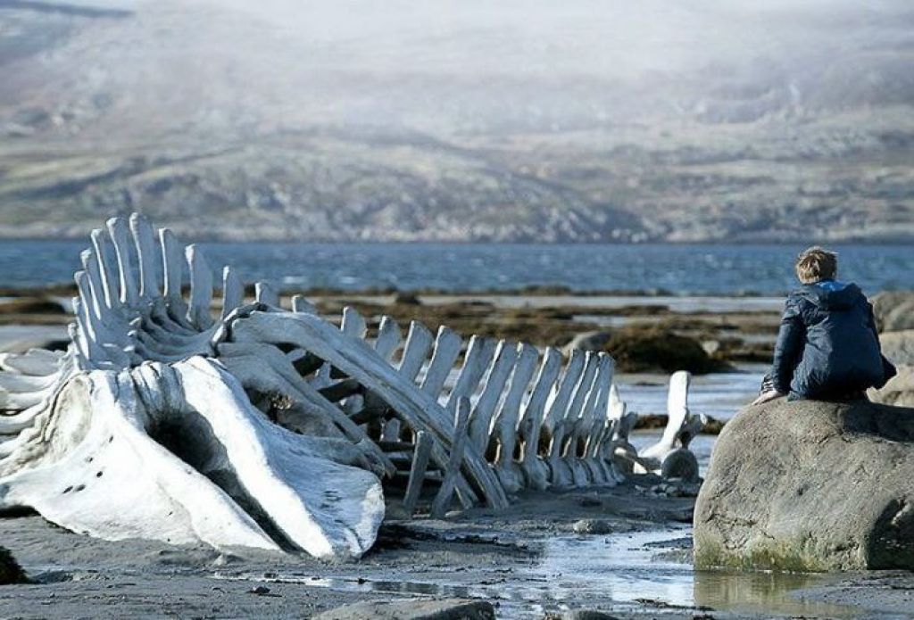 Скелет кита из «Левиафана» Андрея Звягинцева вернули в Териберку