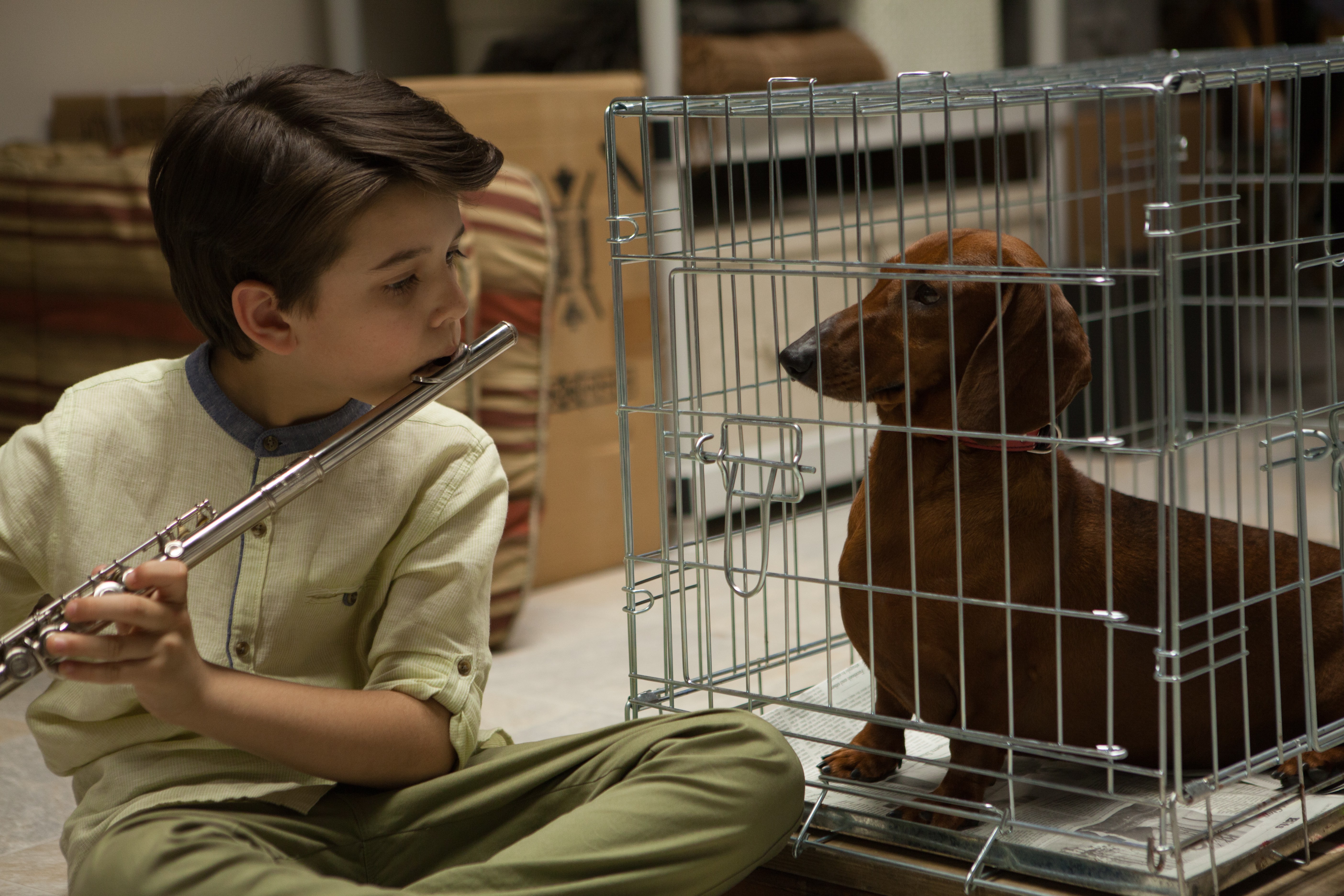 2019 год - Такса (Wiener-Dog, 2016) 2019 год - Такса (Wiener-Dog, 2016) - МИР Кино - foboxs.com