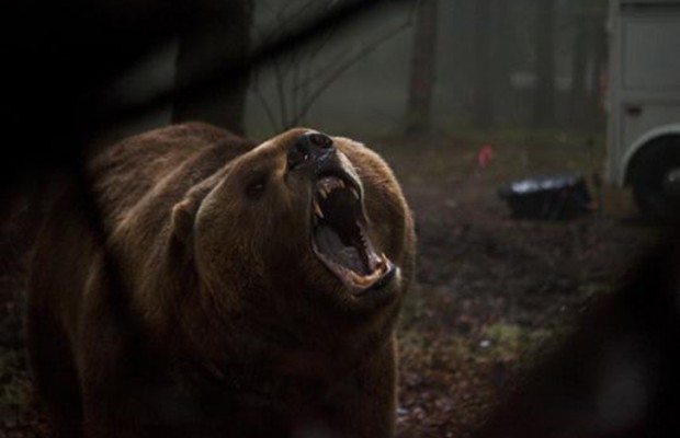 Трейлер триллера «Гризли» собрал уйму хороших актеров и одного большого плохого медведя
