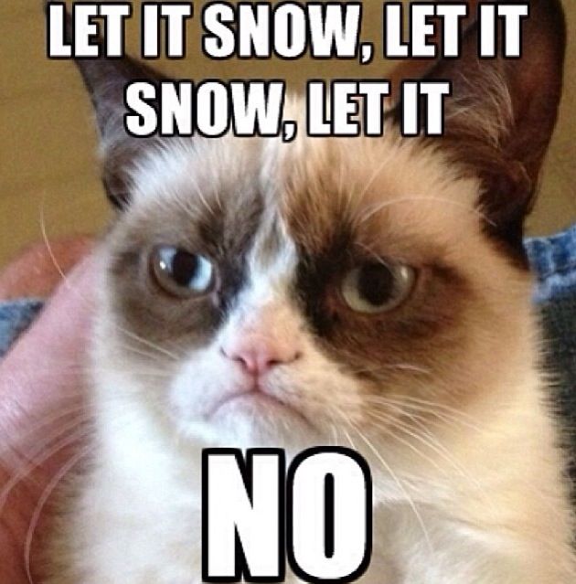 Кот, ставший одним из самых популярных интернет-мемов, будет героем рождественского фильма