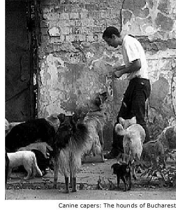 Михай Калота