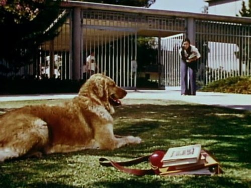 Джоанна Пэнг