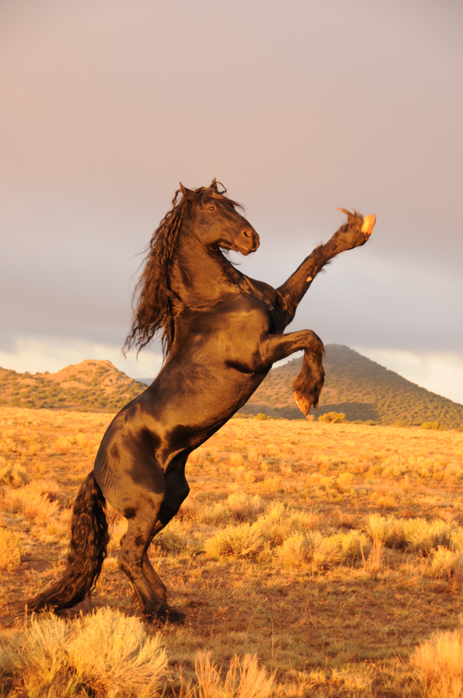 Paul 'Sled' Reynolds