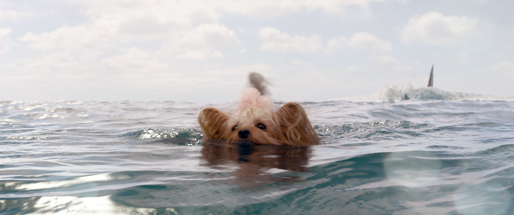 Kelly the Dog