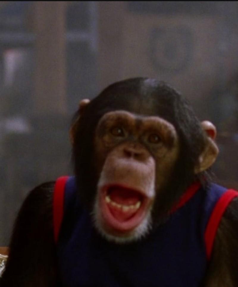Harry The Chimp