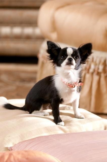 Дилэйни Джонс