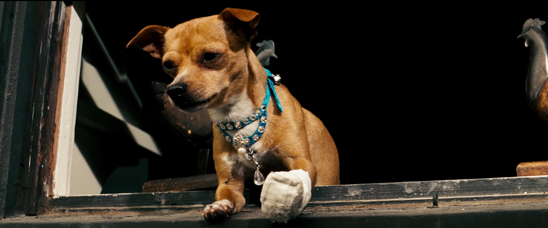 Честер Чихуахуа