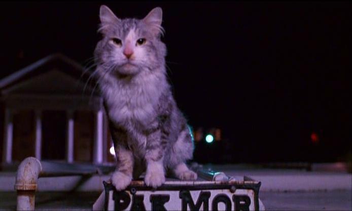 Elvis the Cat