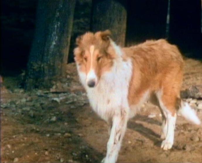 Collie