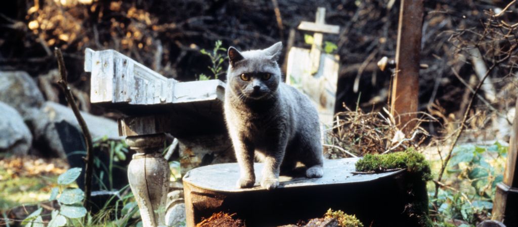 Почему «Кладбище домашних животных» — самая страшная экранизация прозы Стивена Кинга?