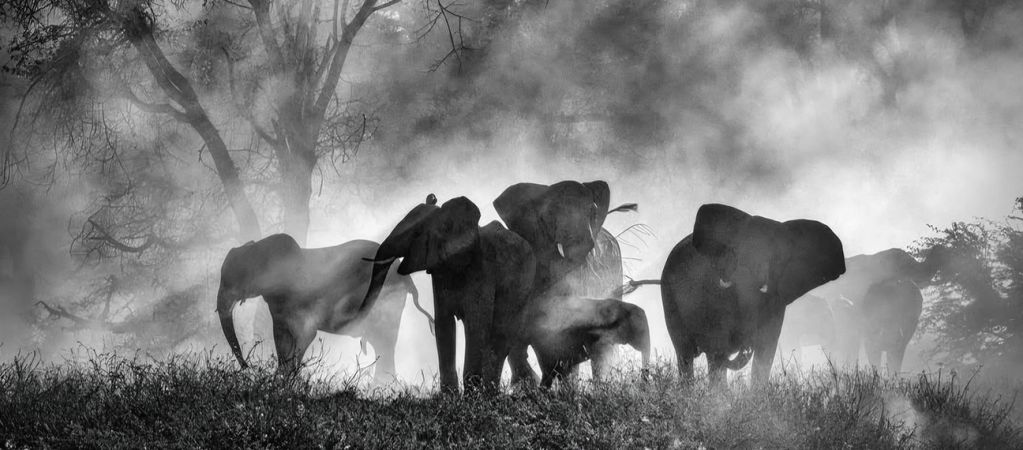 Слоны не то, чем кажутся: рецензия на документальный фильм «Слоны-призраки» от Вернера Херцога
