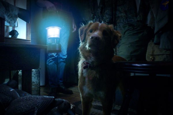 Рецензия на фильм «Глазами пса» — хоррор о хорошем мальчике Инди