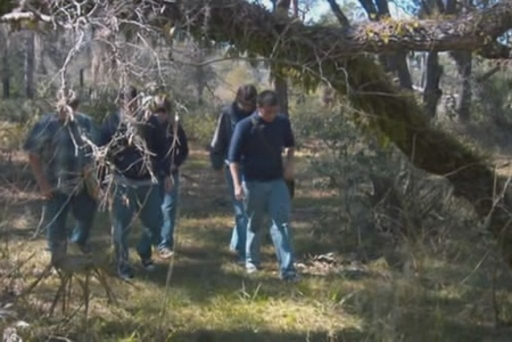 У деревьев есть глаза 2007. Дерево с глазами. У деревьев есть глаза. У деревьев есть глаза. Смешные деревья.