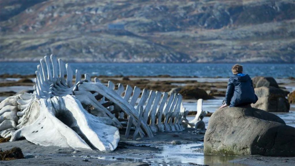Фонд кино будет показывать российские авторские фильмы по 50 рублей