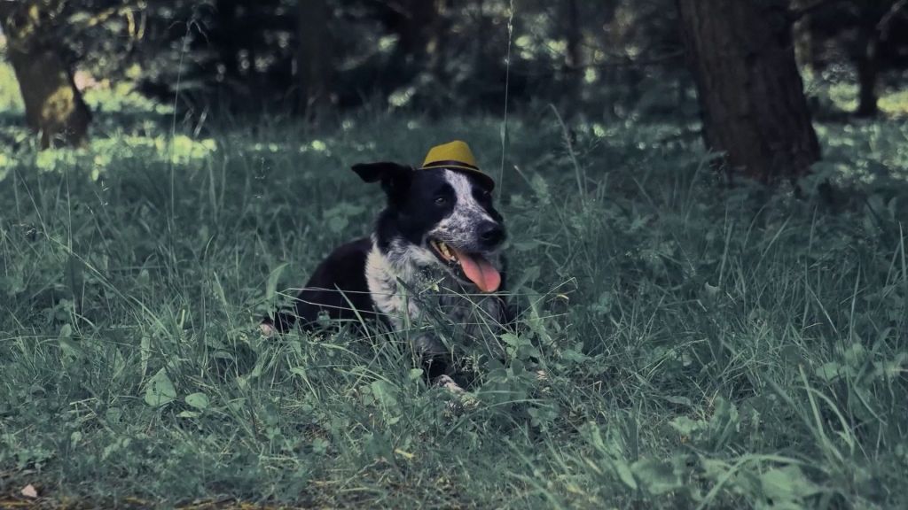 Догументалки S01 E01