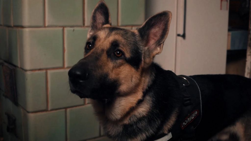 Мухтар. Он вернулся S01 E06