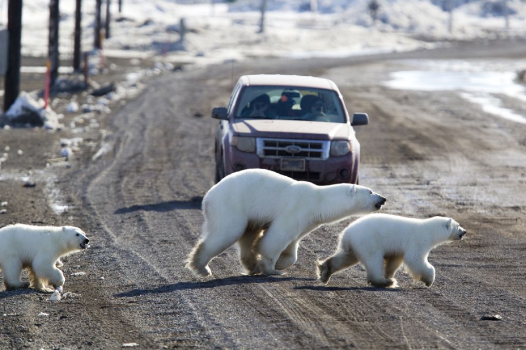 Кадр из сериала "Городок полярных медведей" .