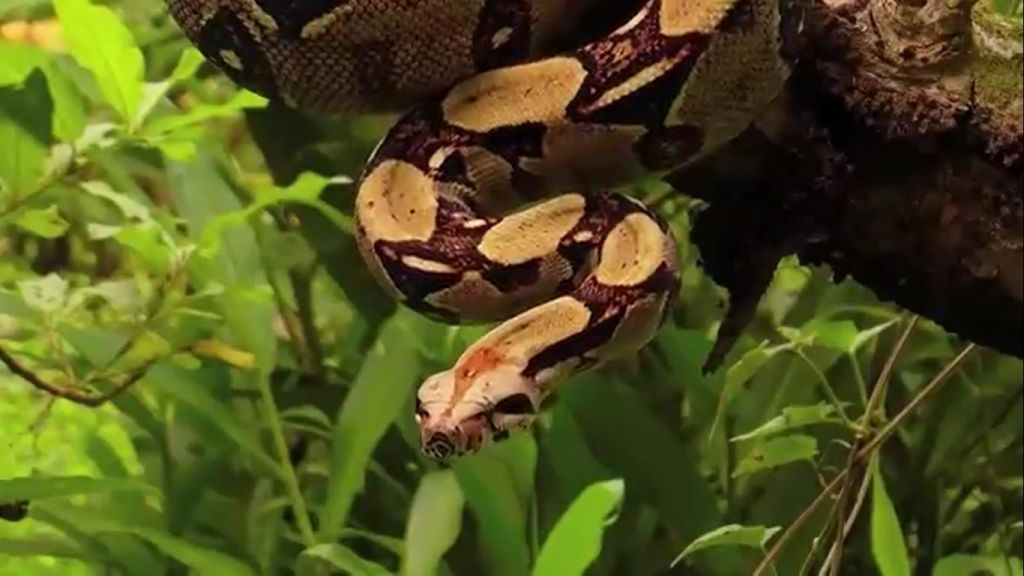 Про змей убийц. Всемирное природное наследие Коста-Рика.