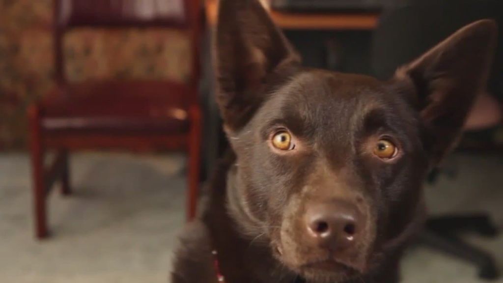 Коко: История рыжего пса