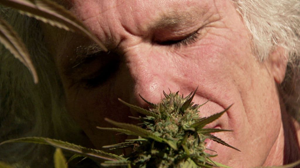 документальный фильм про марихуану i