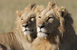 Африканские кошки: Королевство смелых