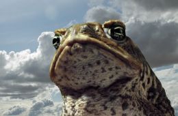 Тростниковые жабы: Оккупация 3D