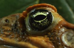 Тростниковые жабы: Оккупация 3D