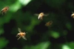 Исчезновение пчел