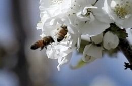 Исчезновение пчел