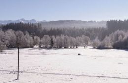 Звук насекомых: Дневник мумии