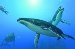 Скриншот из игры «Endless Ocean: Blue World»