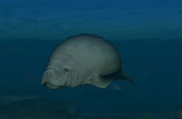 Скриншот из игры «Endless Ocean: Blue World»