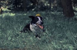 Догументалки