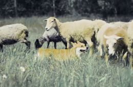 Догументалки