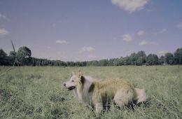 Догументалки