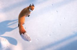 Короткая история лисы и мыши