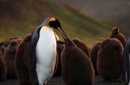 Король пингвинов