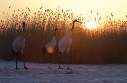 Земля: Один потрясающий день