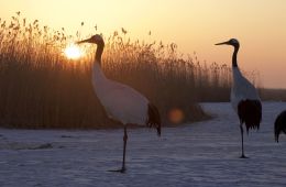 Земля: Один потрясающий день