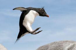 Пингвины: Шпион в толпе