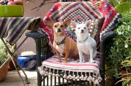 Крошка из Беверли-Хиллз 2