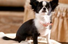 Крошка из Беверли-Хиллз 2