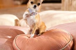 Крошка из Беверли-Хиллз 2