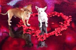 Крошка из Беверли-Хиллз 2