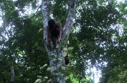 Кровавые джунгли