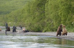Медведи Камчатки. Начало жизни