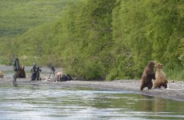 Медведи Камчатки. Начало жизни