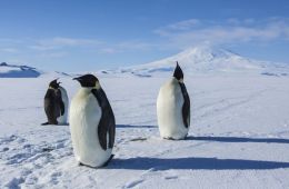 Антарктида: Год на льду