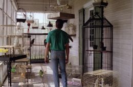 Зомби 5: Смертоносные птицы