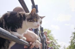 Город глазами кота